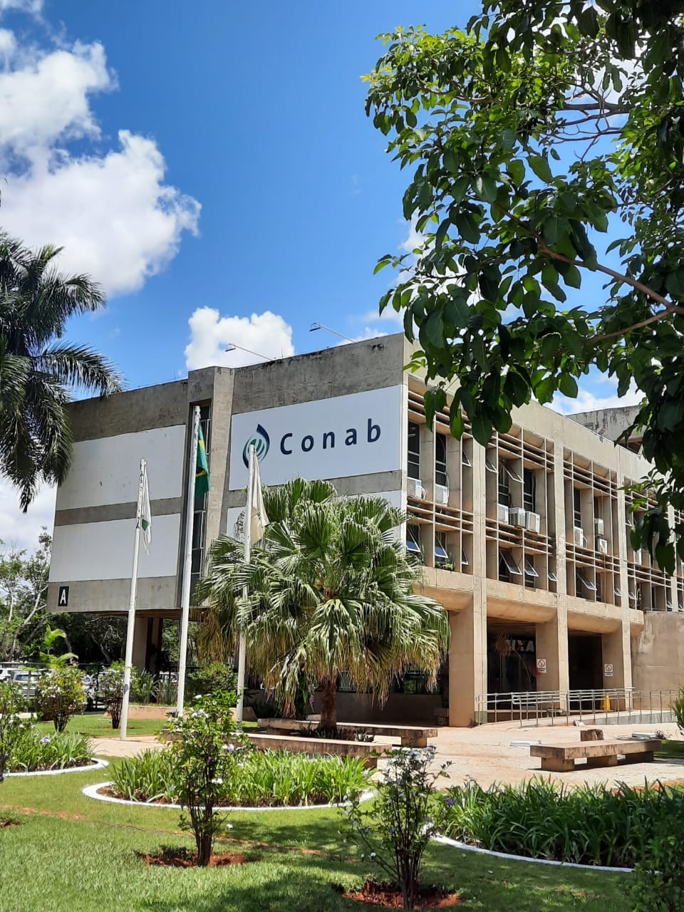 Conab abre leilão de 20 mil toneladas de milho e Goiás está entre destinos; veja como participar