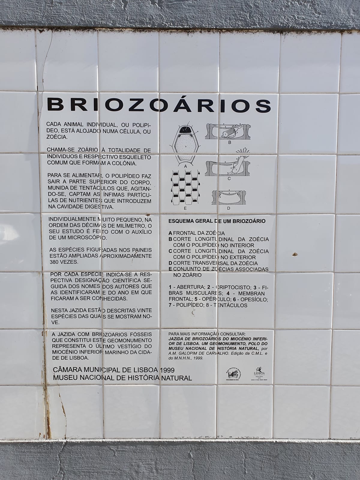 17 milhões de brasileiros com 70+ estão aptos a votar em 2026
