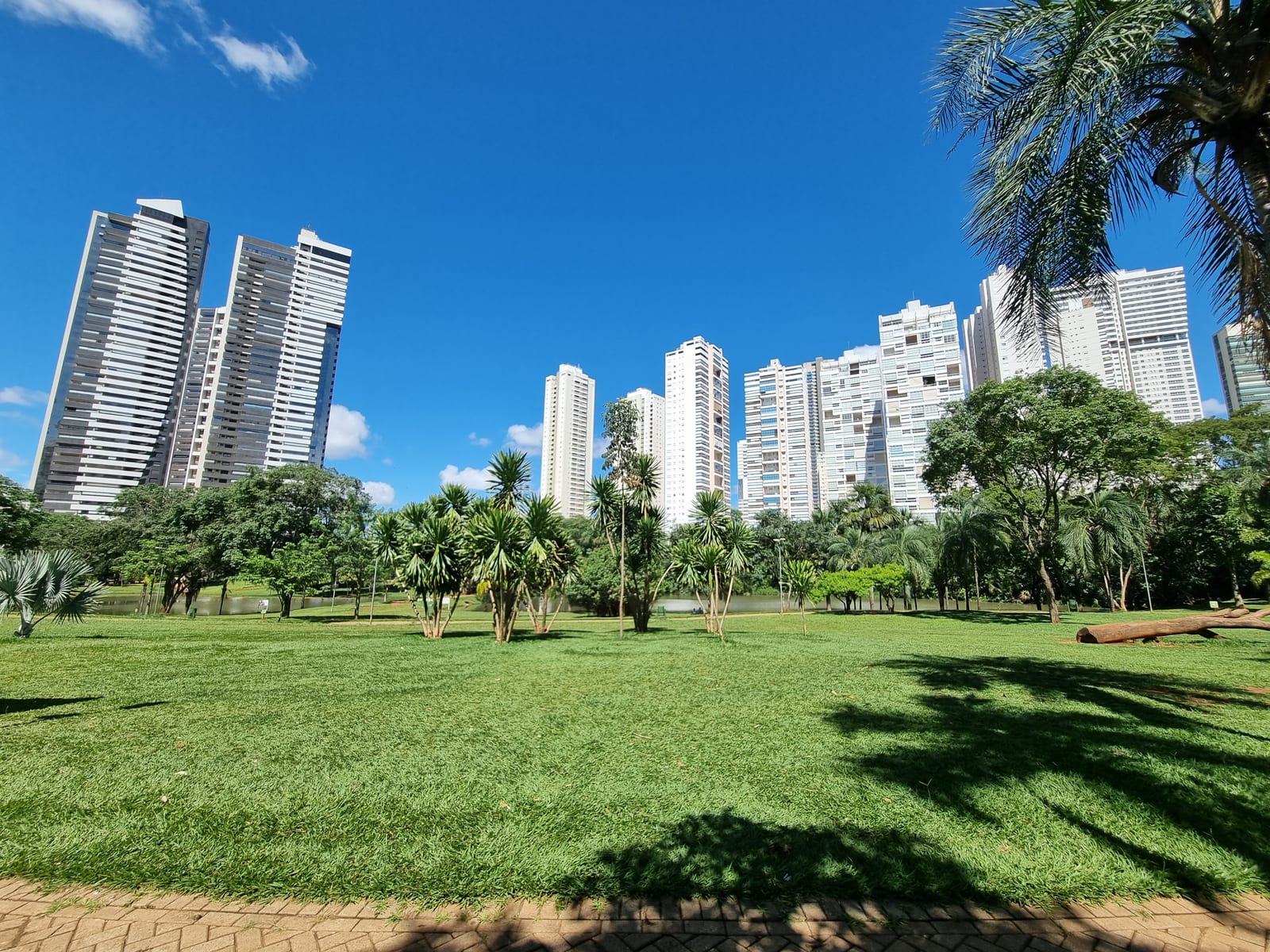 Prefeitura esclarece que insetos encontrados no Parque Flamboyant não são carrapatos