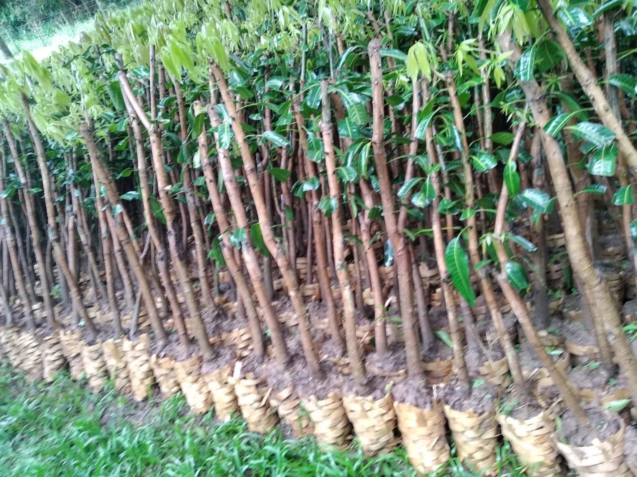 Embrapa é designada como Centro de Referência para Florestas Plantadas