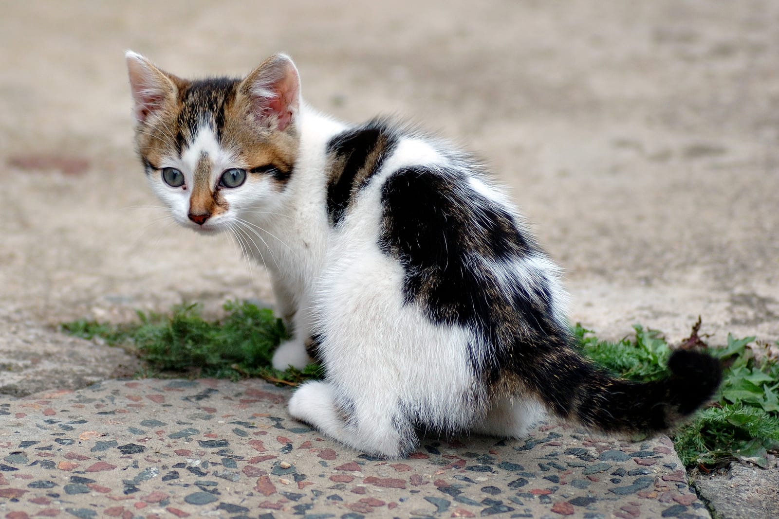 Kitty pede que candidatos abandonem fogos com barulho durante campanha eleitoral