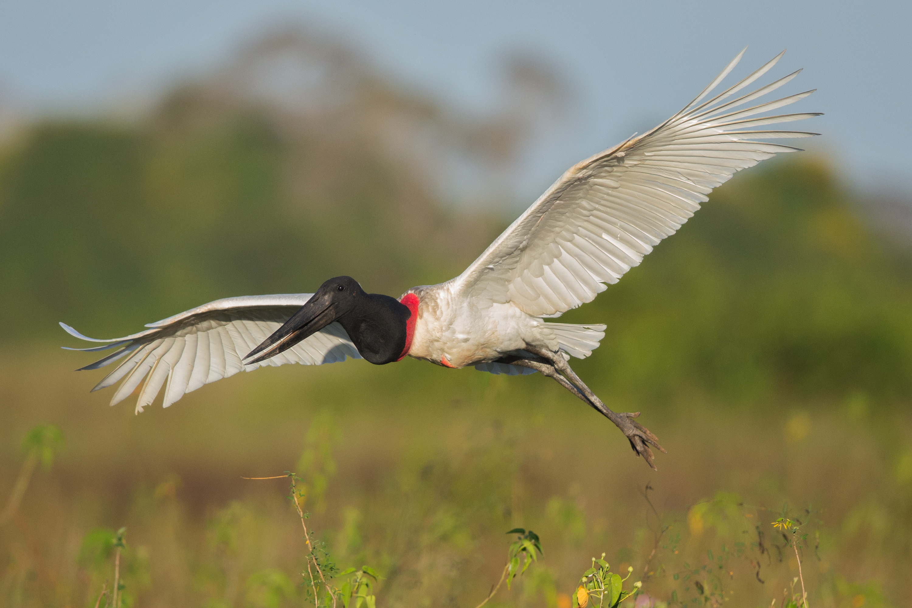 Planalto conquista vitória importante contra o Pantanal na Série A3