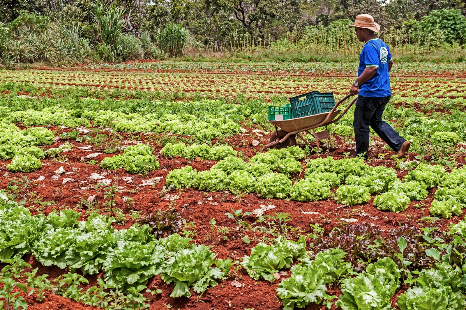 Smed realiza audiência sobre compra de alimentos da Agricultura Familiar