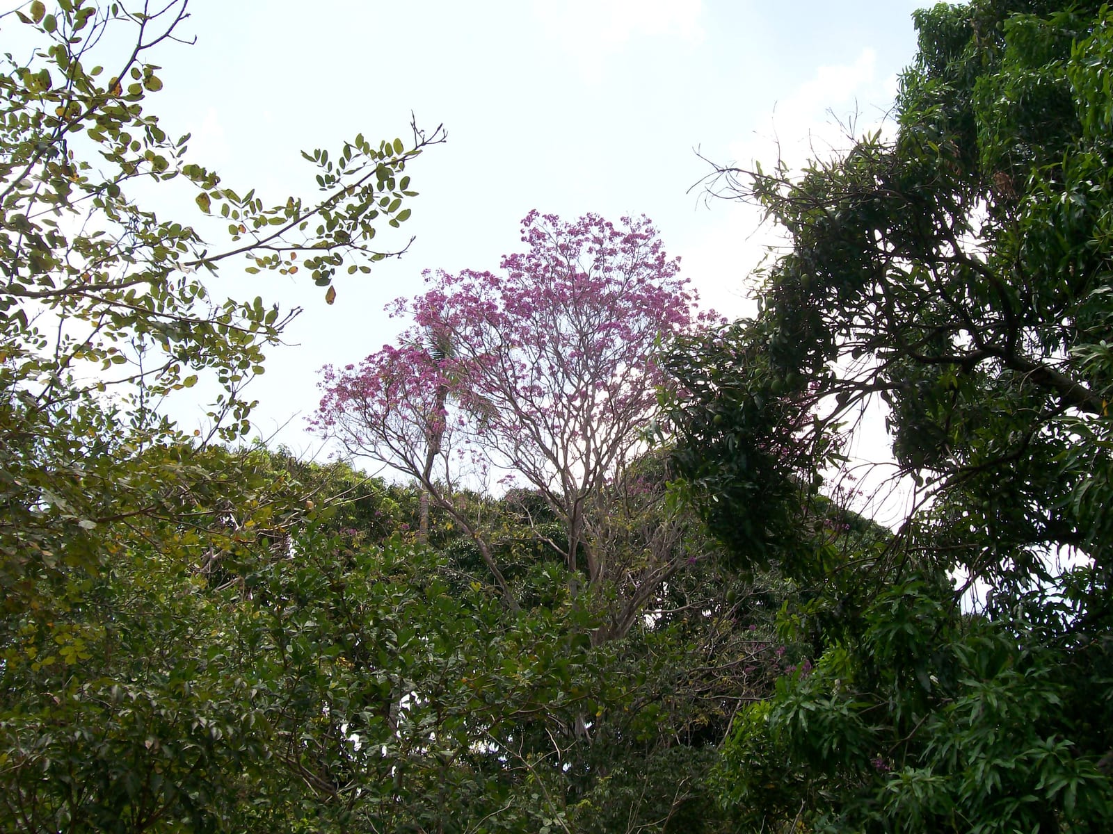 Setembro Roxo alerta para fibrose cística, a “doença do beijo salgado”