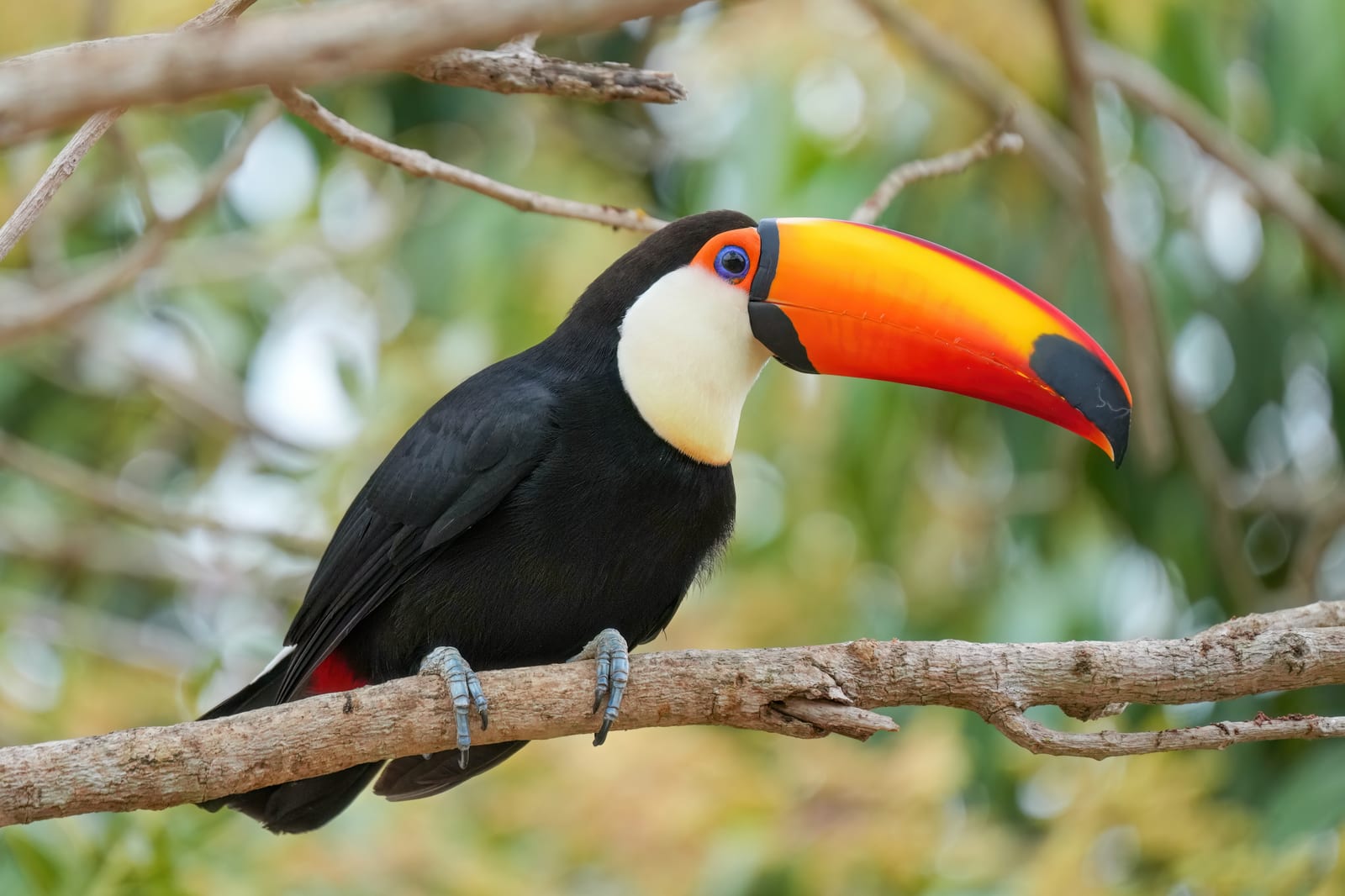 Goiás tem Dia Estadual do Rio Araguaia em 2 de outubro, pela Lei 20.174/2018