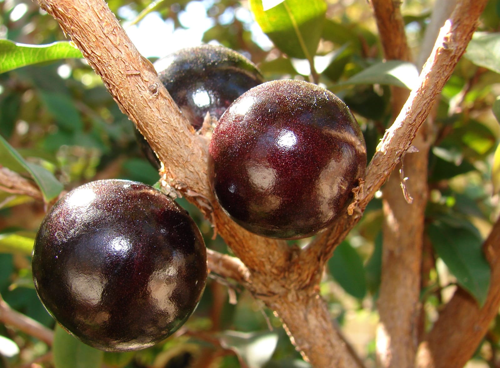 Pomares do distrito de Taquaruçu estarão abertos a partir de sábado, 10, para Festa da Colheita da Jabuticaba