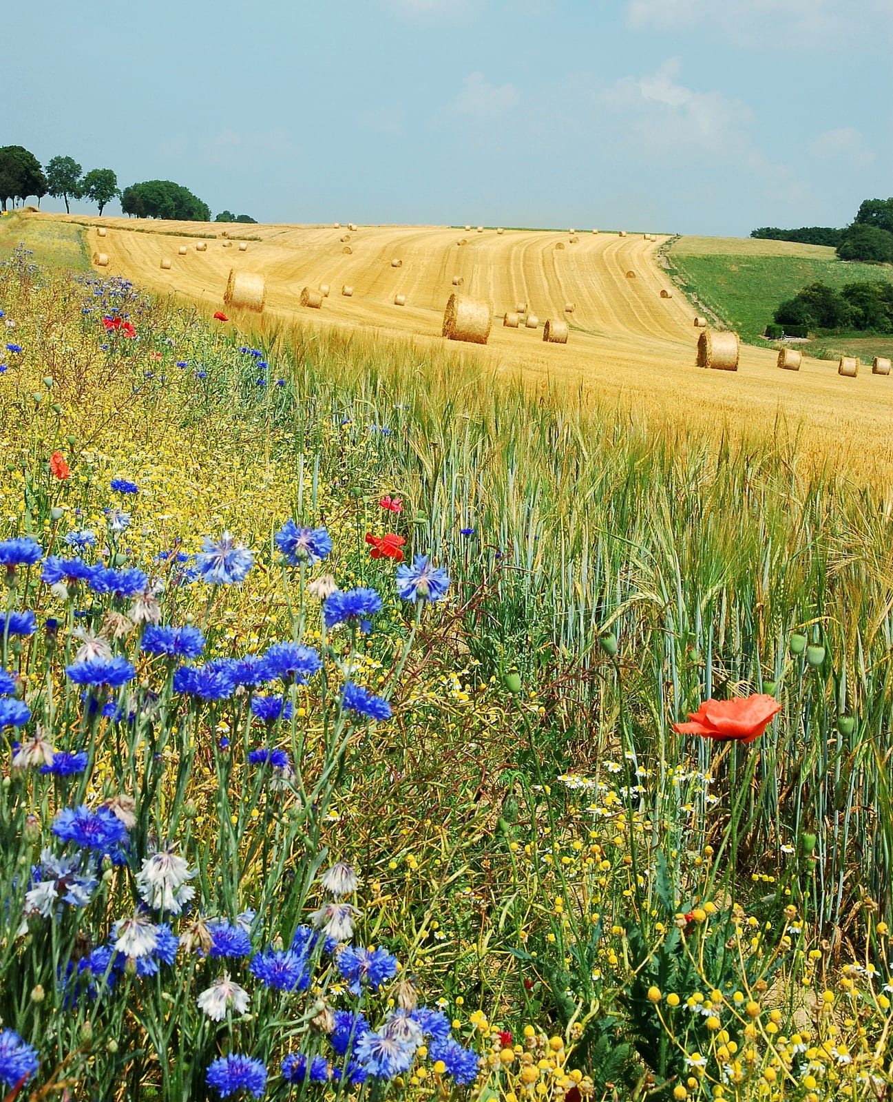 Agro se mobiliza para influenciar próximo governo após eleições