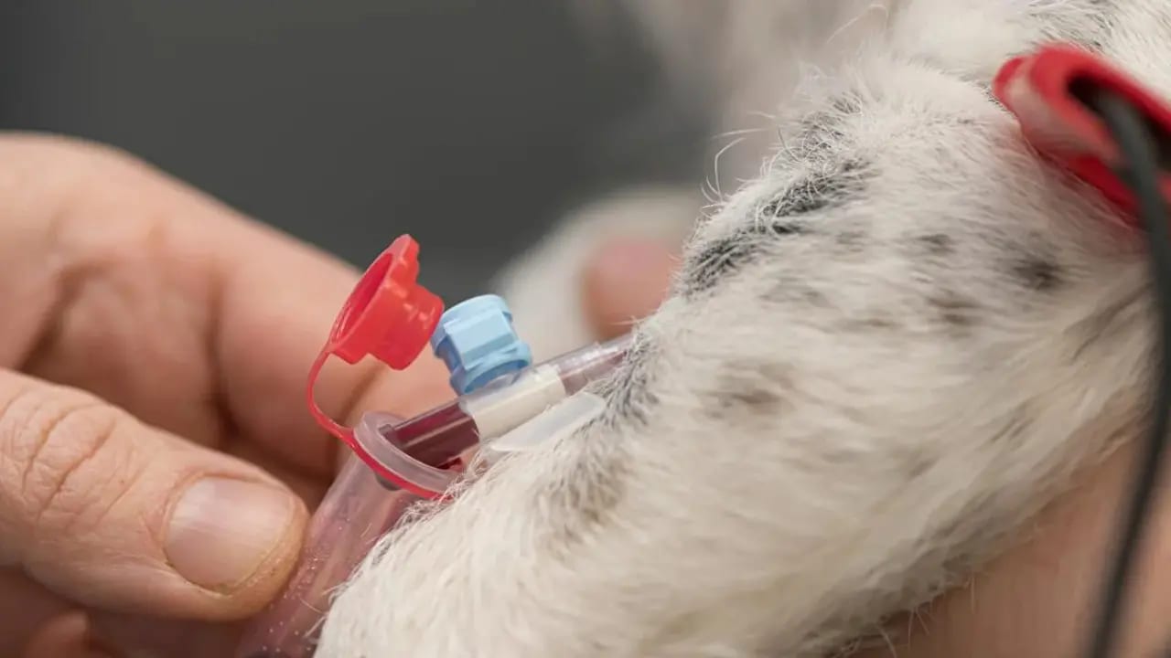 Cães e gatos podem doar sangue: veja os critérios para seu pet