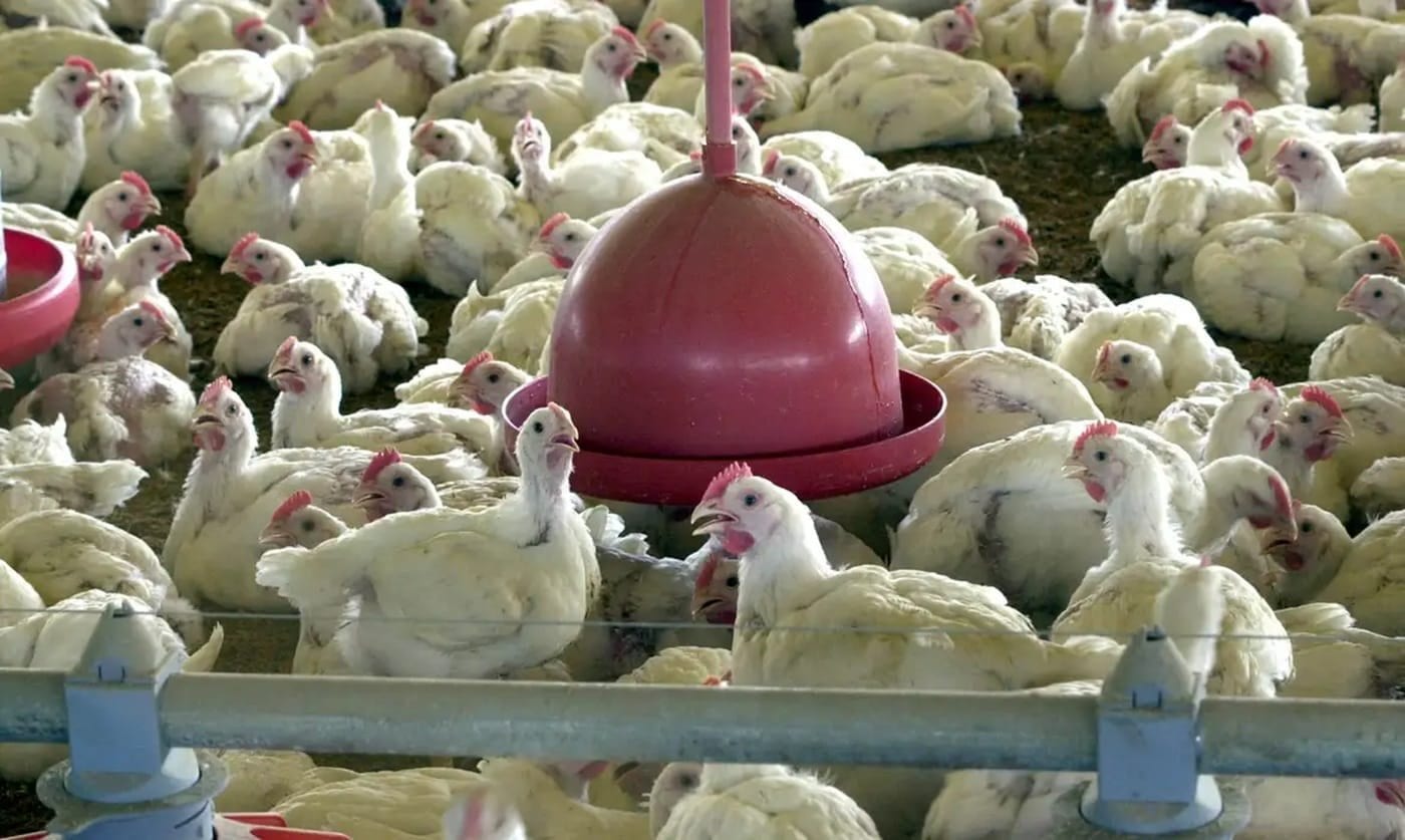 Secretaria da Agricultura confirma caso de gripe aviária em aves na região do Alto Jacuí