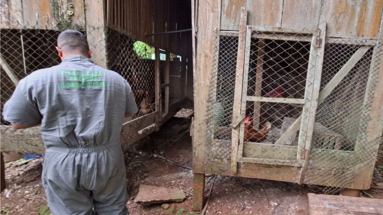 Estado encerra monitoramento de foco de gripe aviária em Selbach, no Norte do Rio Grande do Sul