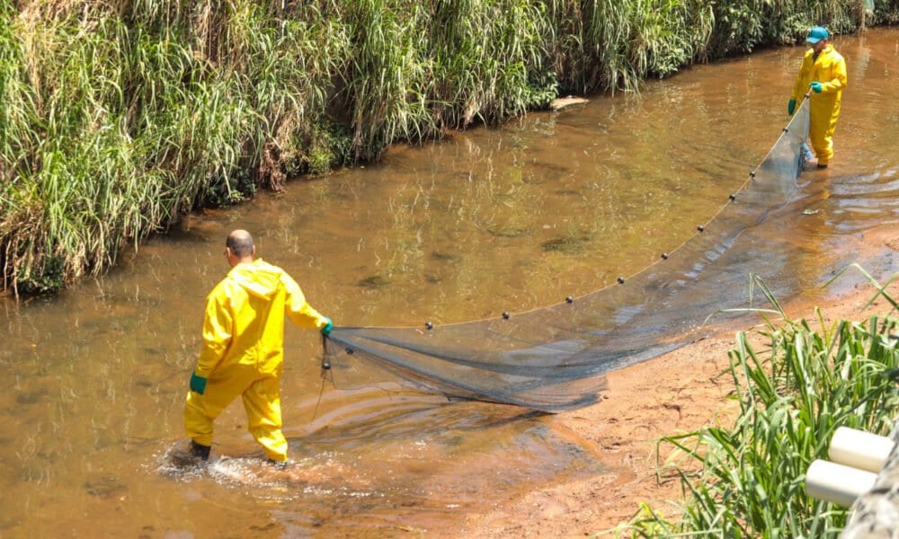 Araguaína instala rede para conter tilápias no Córrego Neblina