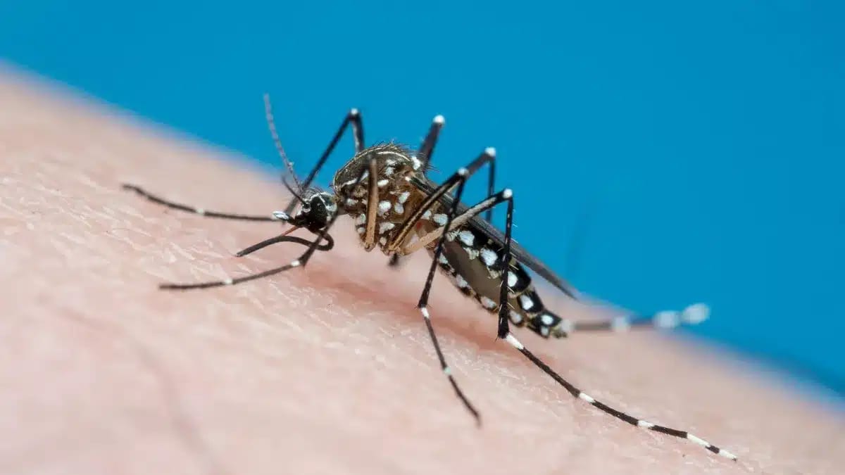 Encontro discute combate à dengue no Cremers, em Porto Alegre, nos dias 23 e 24/9