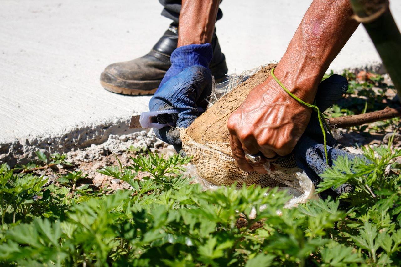 Prefeitura de Ribeirão Pires realiza plantio de 100 árvores na Avenida Flórida