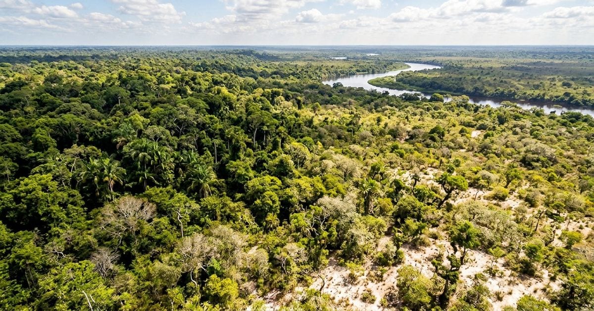Campinaranas, florestas densas e áreas alagadas formam um mosaico natural impressionante no parque nacional localizado e