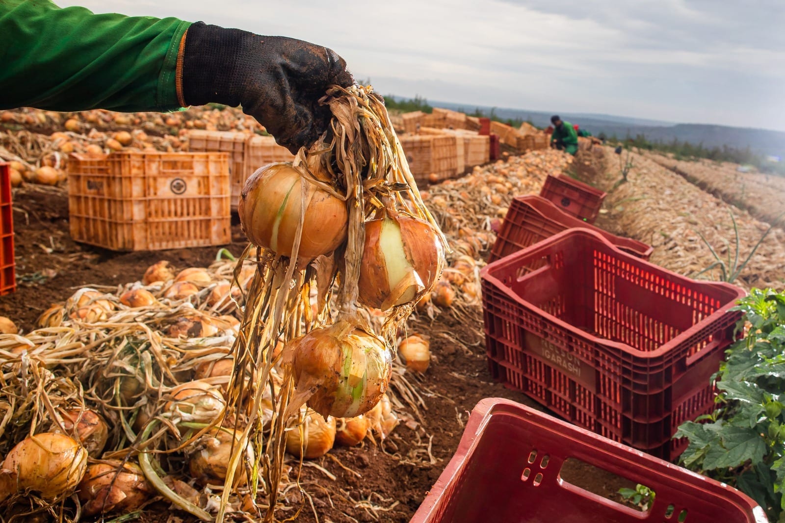 Ganho de produtividade faz colheita de cebola crescer 32,6% – Portal Goiás