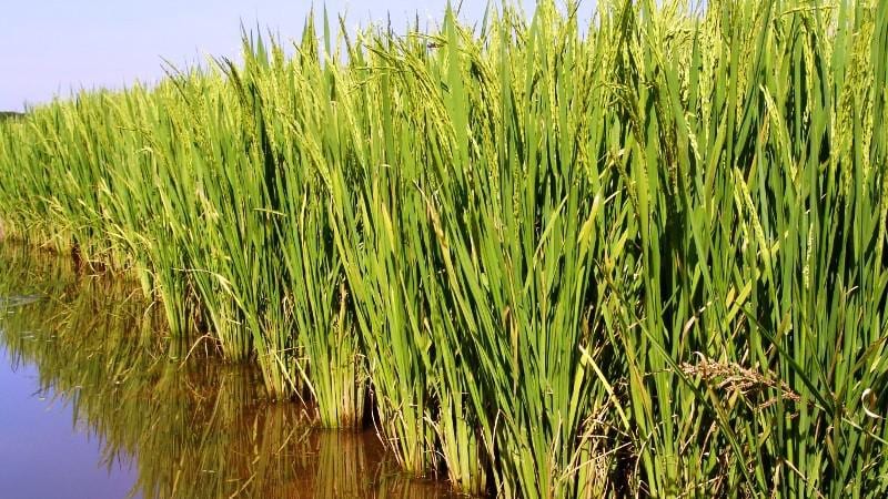 Produtores de arroz no RS poderão receber por reduzir emissões