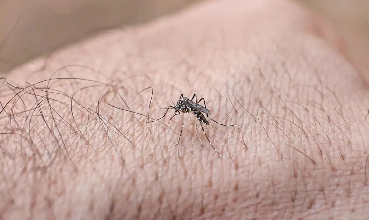 Quase metade dos municípios brasileiros está em situação de alerta para o Aedes Aegypti