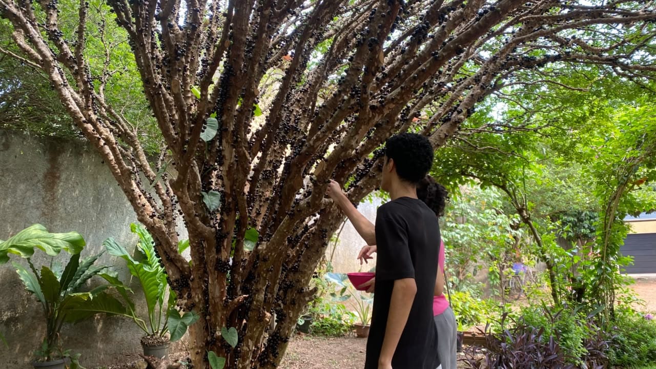 Rota Gastronômica da Jabuticaba valoriza sabores e culinária em Taquaruçu