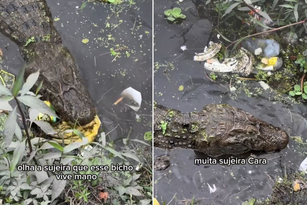 União exige limpeza de lagoa de Santos onde jacarés foram vistos entre lixo
