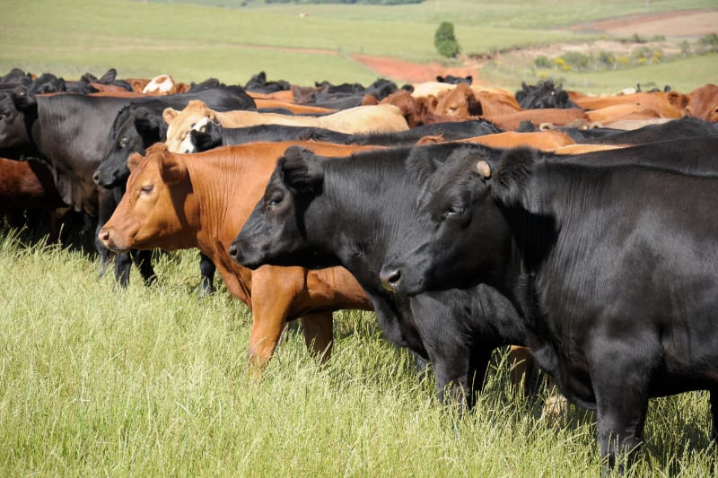 MPF divulga resultados do 3º ciclo de auditorias do Carne Legal na Amazônia