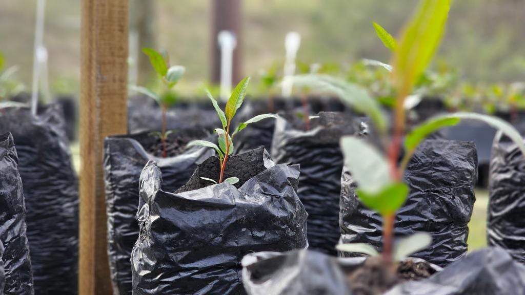 Corsan inaugura em Rio Grande o 3º Viveiro Elo Verde do RS
