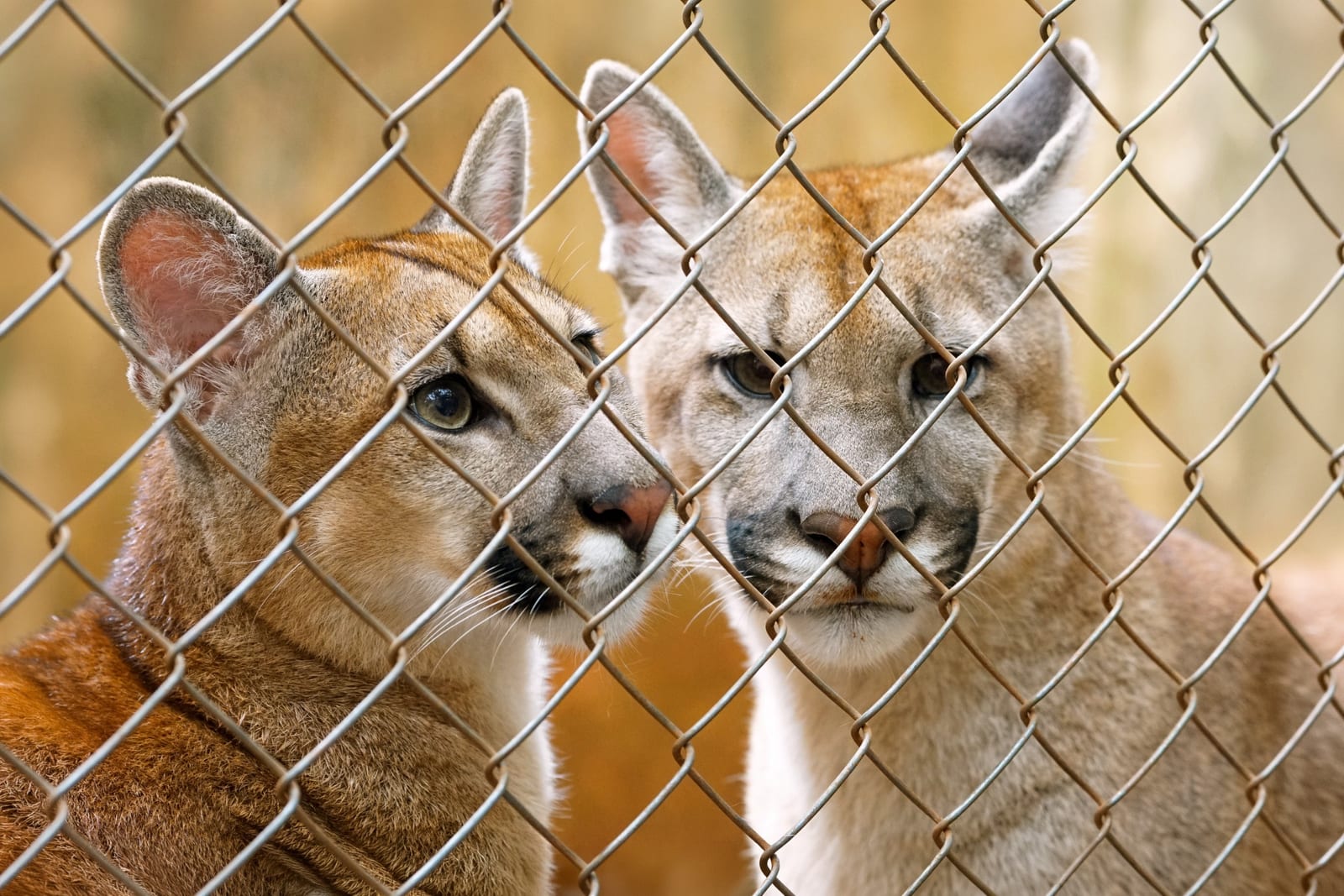 Café e Cacau ou Mufasa e Zara? Zoológico em SP abre votação para nomear filhotes de onça-parda
