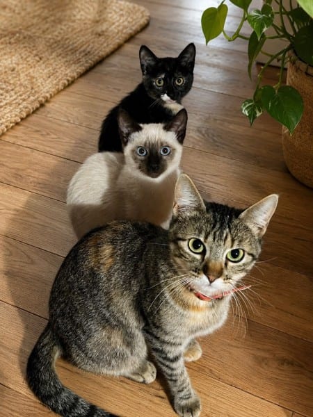 Prefeitura abre cadastro para castração gratuita de cães e gatos