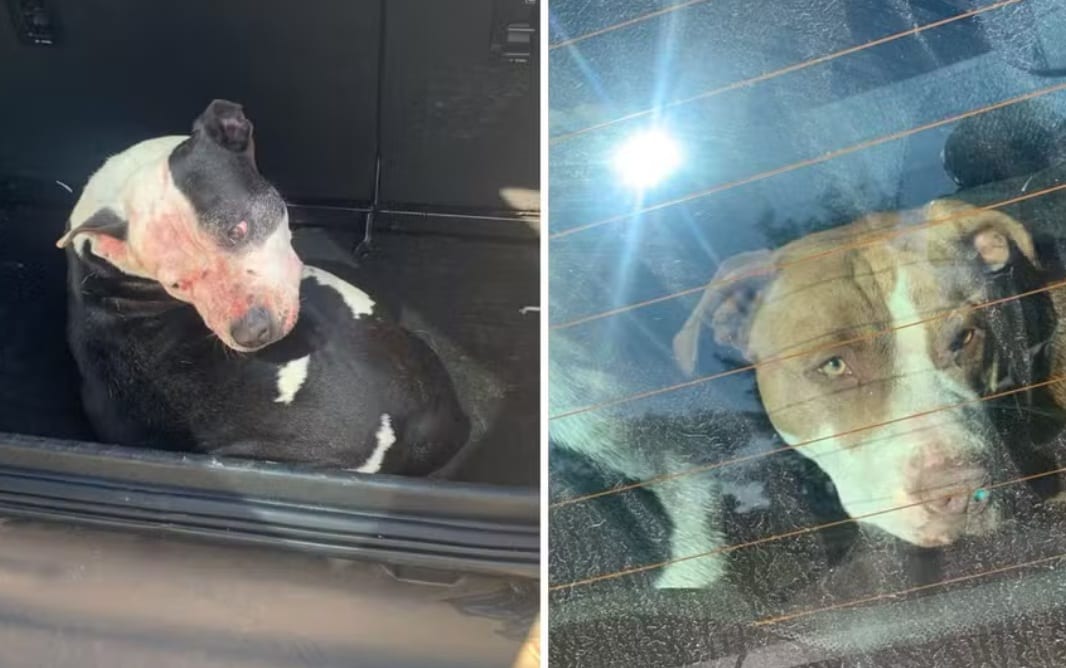 PL 51/2026 de Arroio do Sal quer regras e punições para tutores de pitbulls