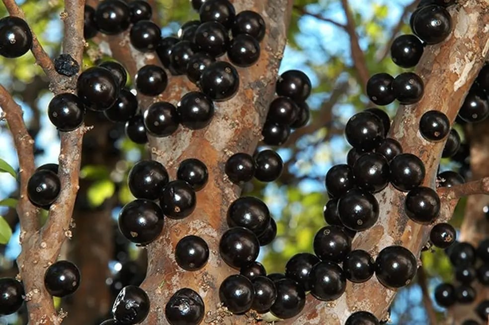 Após edição limitada em 2025, Festa da Jabuticaba volta com pomares e Vila Gastronômica em Taquaruçu