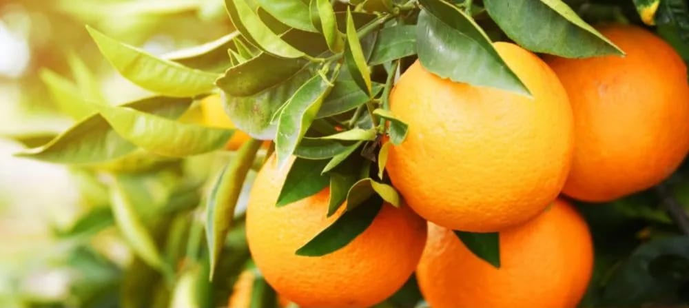 Liberato Salzano celebra portaria que autoriza leilões da Conab para a laranja