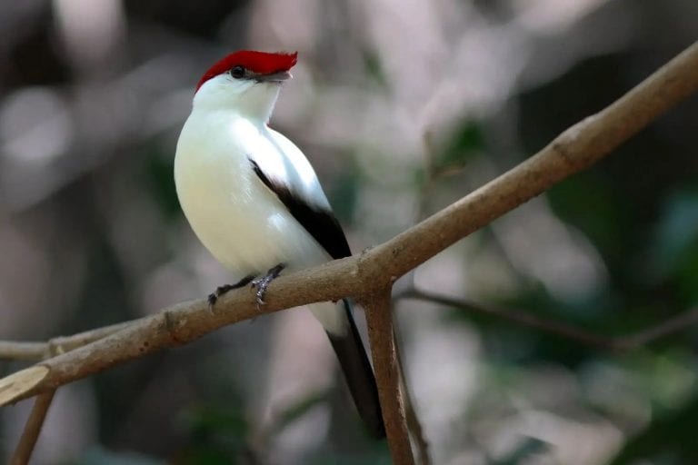 PL 2555/26 proíbe exportação de animais silvestres nativos do Brasil
