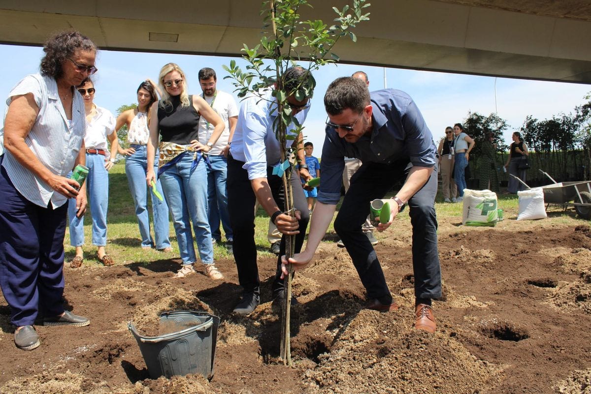 Porto Alegre plantou 850 árvores em 600 m²; especialistas pedem política ampla