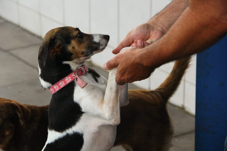 Câmara aprova liberar circulação de animais em áreas comuns de condomínios