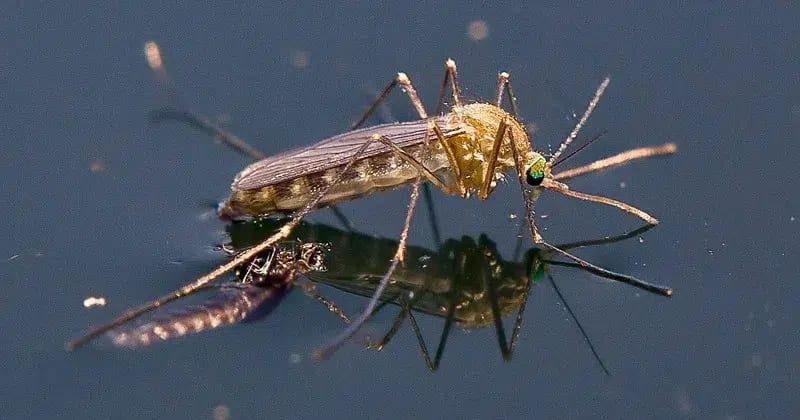 São Paulo confirma dois primeiros casos humanos de Febre do Nilo Ocidental