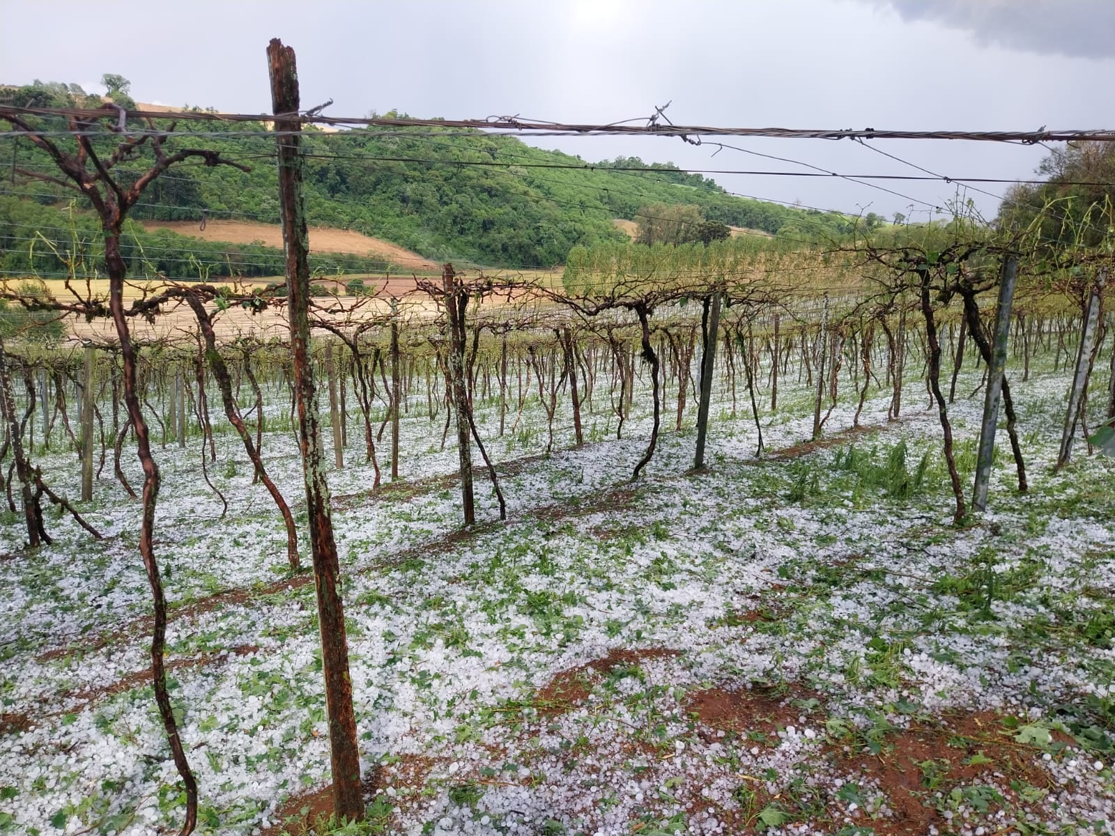 Fundovitis aprova cerca de R$ 3 milhões por ano para sistema antigranizo