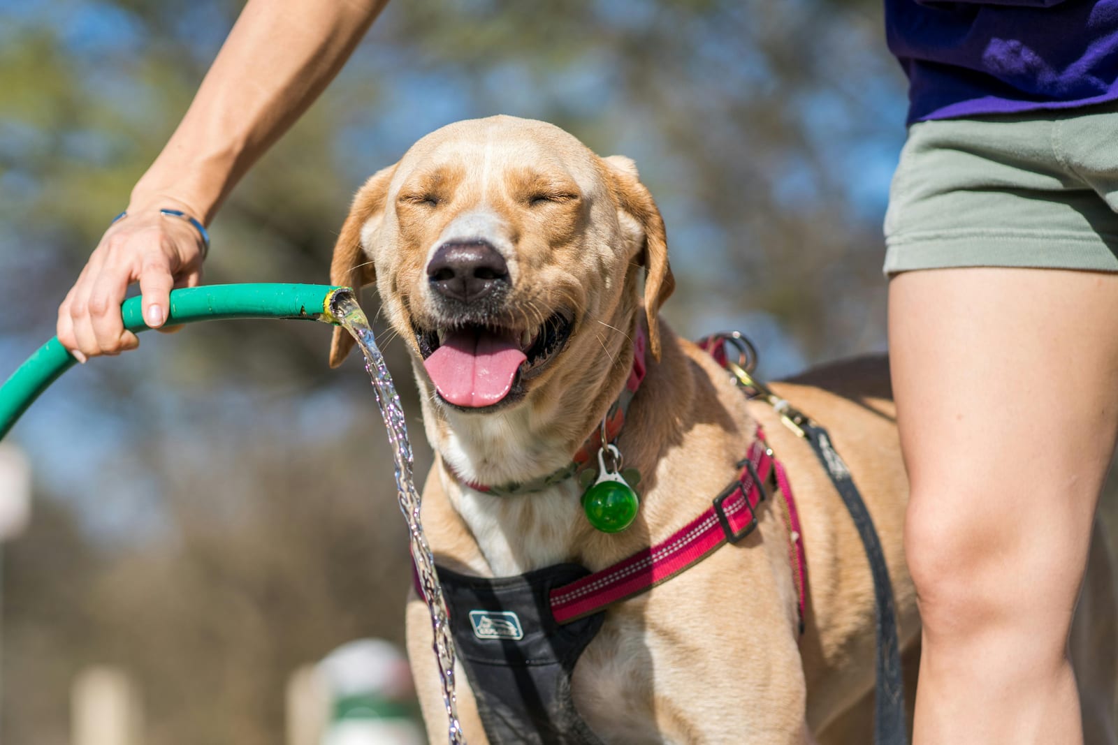Projeto quer obrigar bebedouros para pets em comércios e espaços públicos de Santos