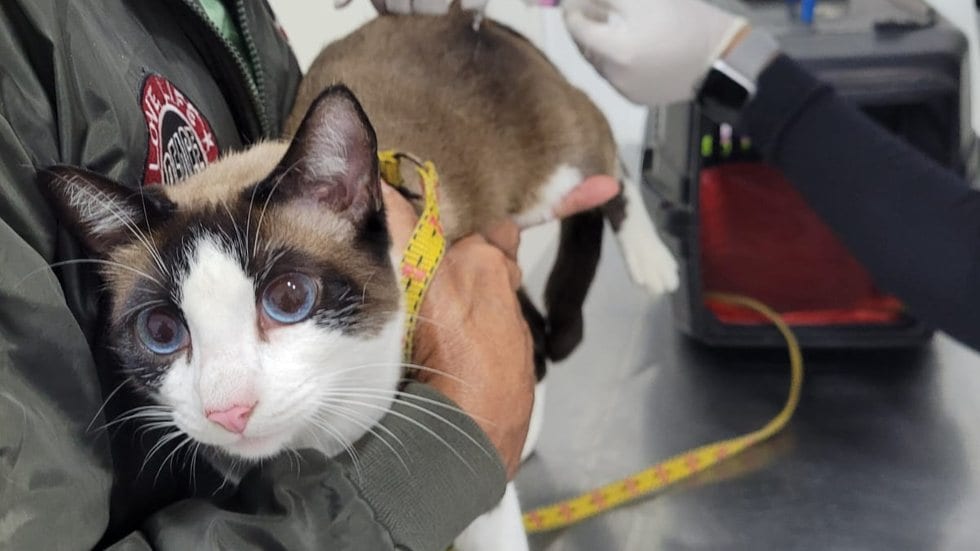 Mutirão do Outubro Roxo em Guarujá oferece exames e vacinação antirrábica gratuita para pets