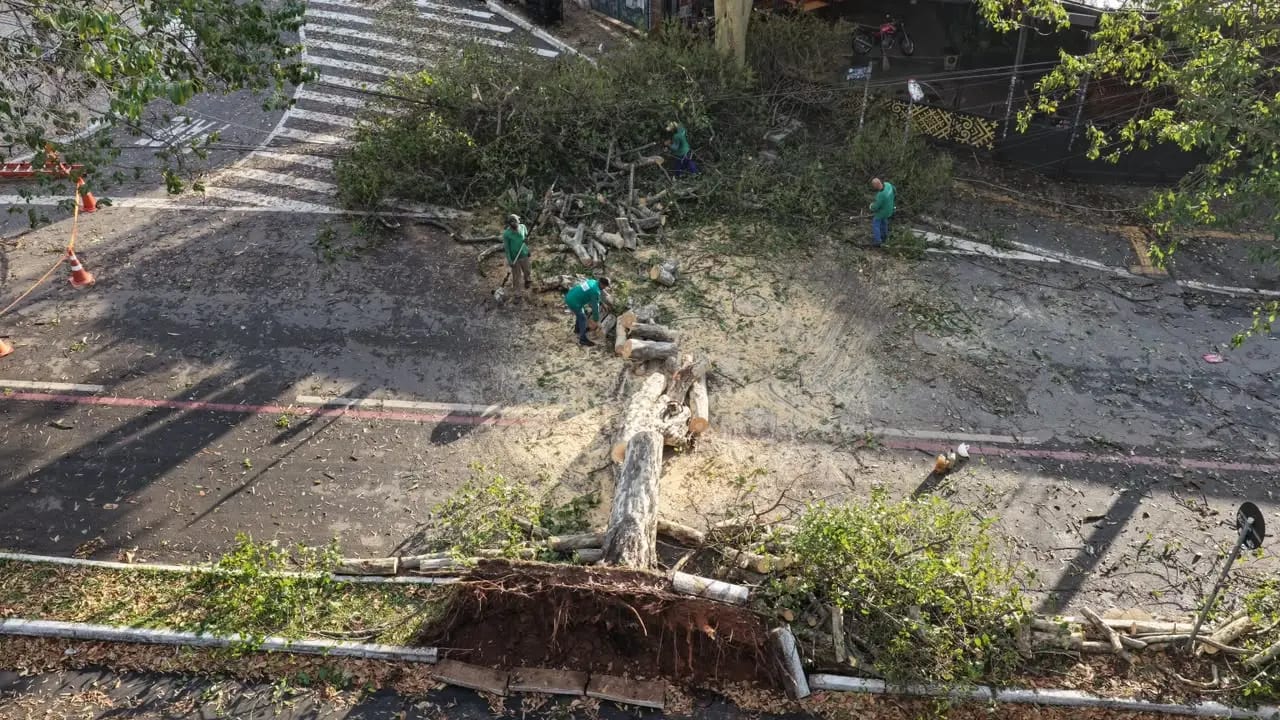 Árvore condenada pela Amma cai em Goiânia; remoção estava suspensa pelo MPGO