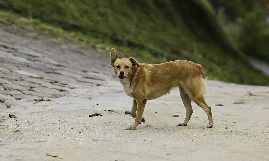 Joinville: cães soltos passam a ser considerados maus-tratos