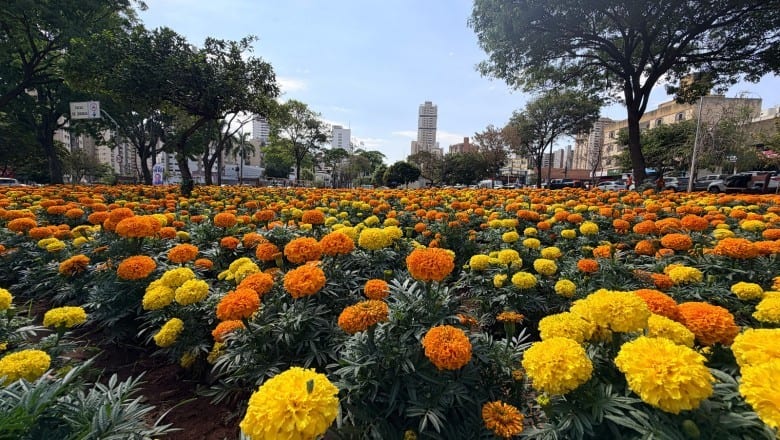 Comurg ornamenta Praça do Trabalhador e outros pontos de Goiânia com 123 mil mudas plantadas em 60 dias