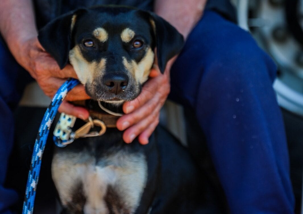 Prefeitura de Ferraz realiza mais de 360 castrações de cães e gatos