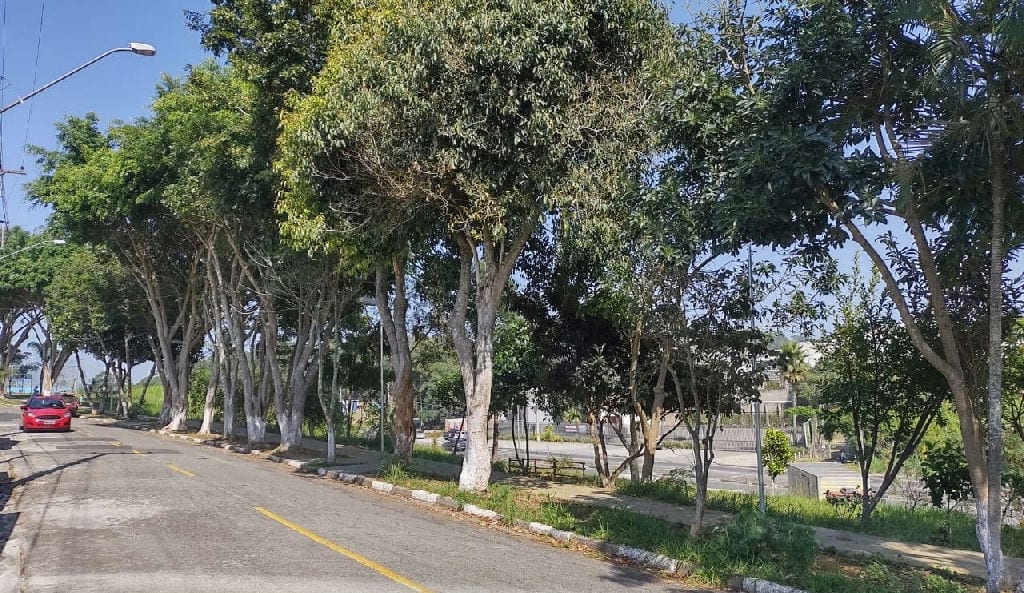 Mogi das Cruzes tem 49,79% dos domicílios arborizados