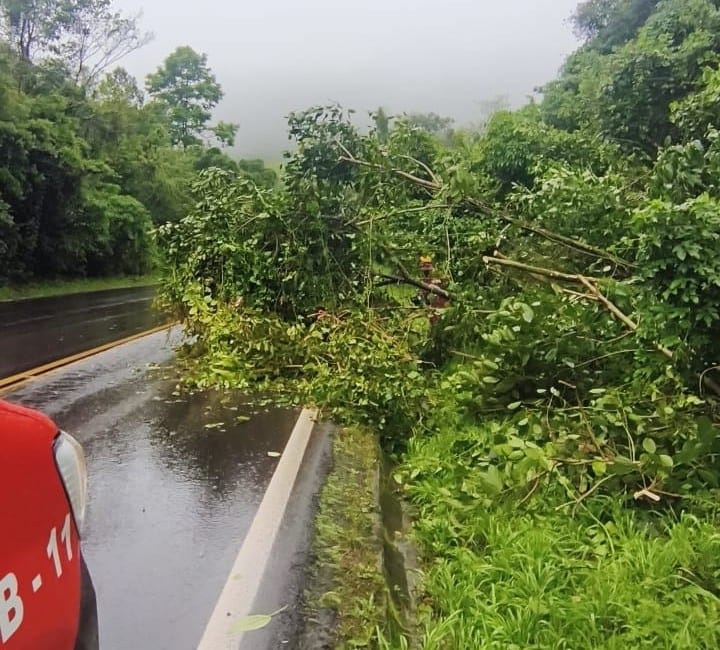 Árvores caem e bloqueiam parte da RST-453 em Westfália