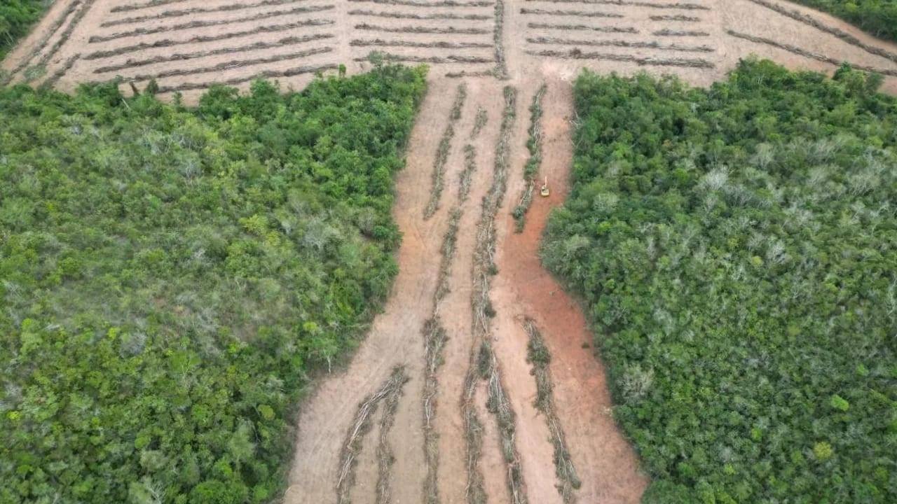 ‘Operação Mata Atlântica em Pé’ embarga 3 mil hectares e aplica R$ 44 milhões em multas em MG