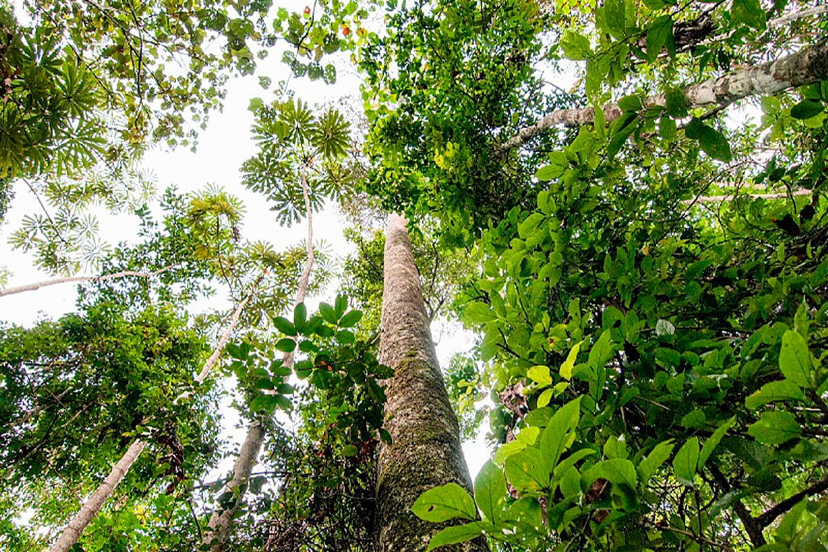 Holanda anuncia US$ 500 milhões para fundo de proteção das florestas