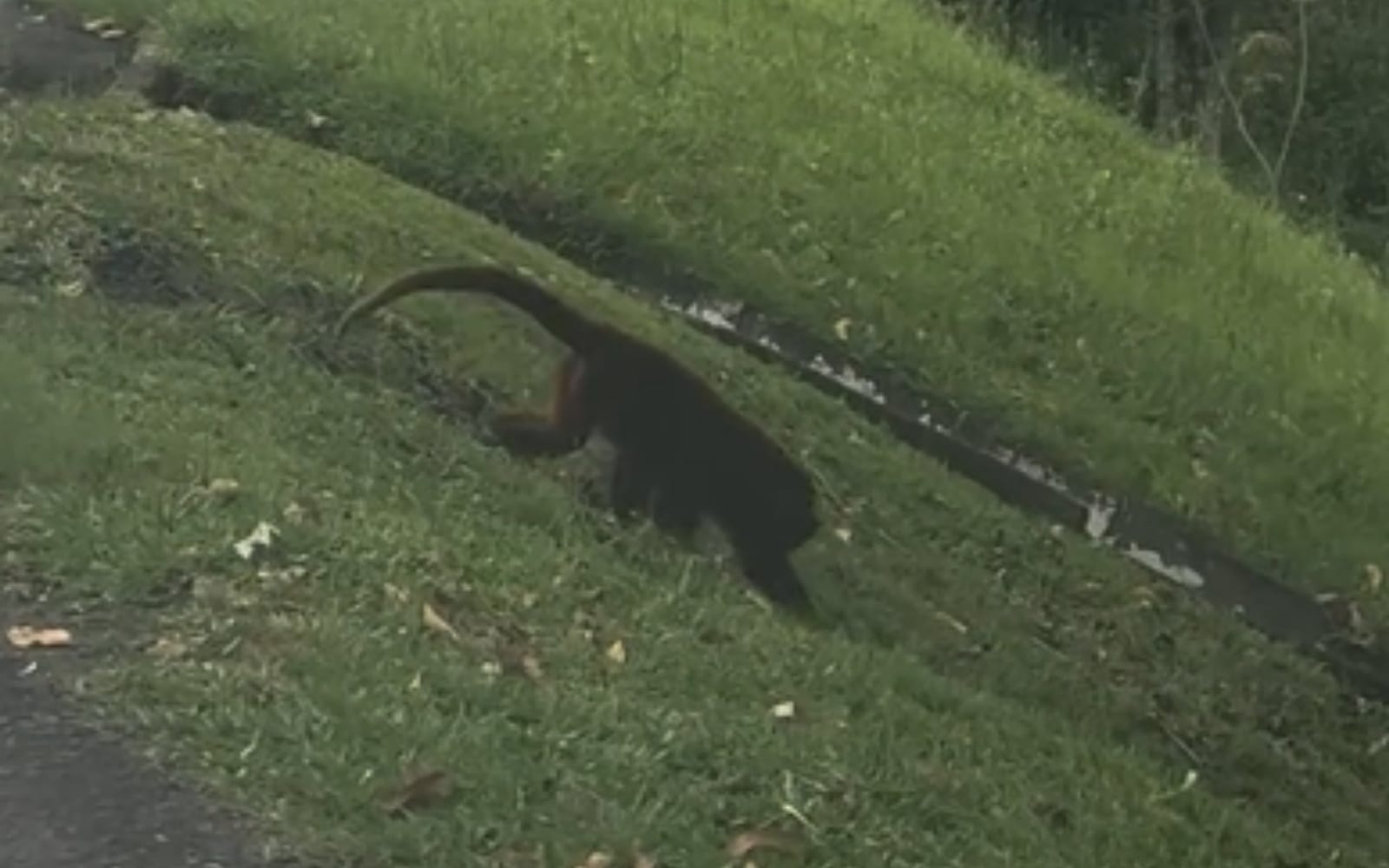VÍDEO: Ex-vereador flagra bugio atravessando a RS-239 em Novo Hamburgo