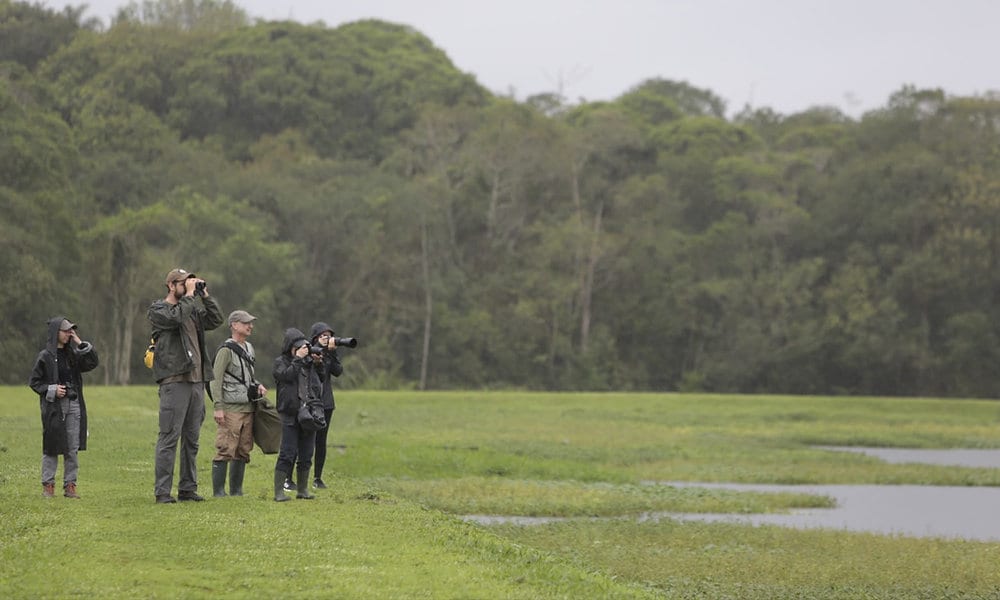 Joinville lidera ranking mundial de observação de aves
