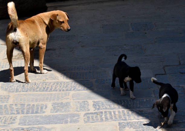 Castração gratuita para cães e gatos é oferecida a famílias de baixa renda