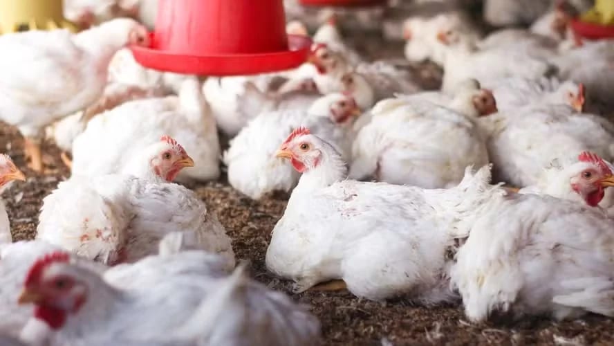 Status sanitário do Brasil é estável, diz secretário do Ministério da Agricultura