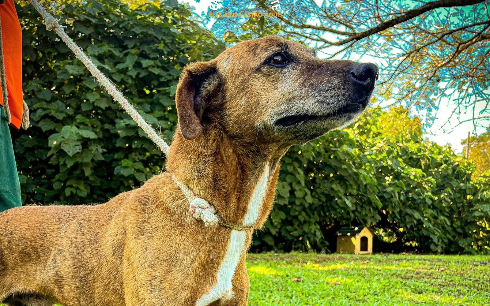 Novo Hamburgo cria Secretaria do Bem‑Estar Animal